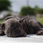 Love can heal in magical ways puppy