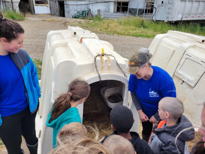 farm camp dairy 2 (3) children look at dairy calves