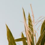 Corn markets look concerning ahead of planting green corn plant under white sky during daytime