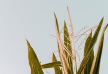 World news slashes grain prices again green corn plant under white sky during daytime