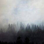 Where there’s smoke… smokey trees