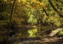 DEP announces $3.4 million in grant awards to restore water quality stream and trees