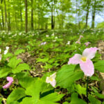 Wayne County farmland saved by Western Reserve Land Conservancy trillium