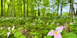 Wayne County farmland saved by Western Reserve Land Conservancy trillium