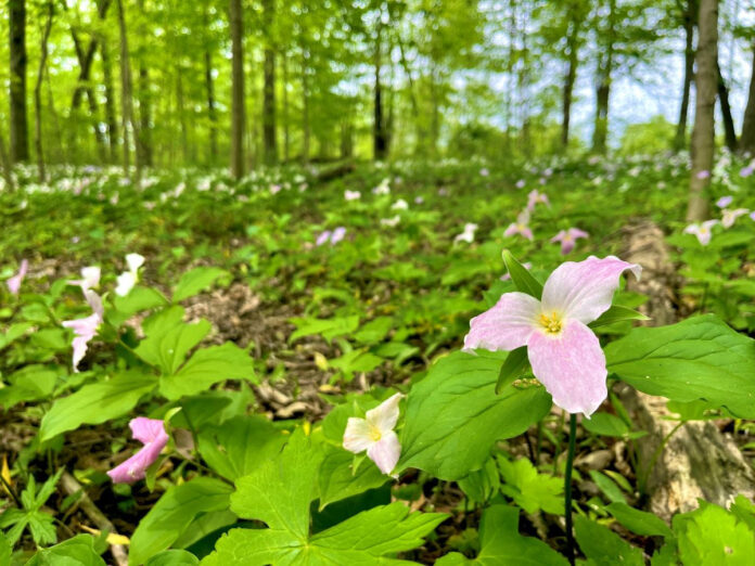 trillium trillium