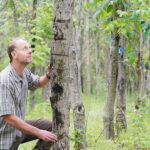 Biotechnology offers holistic approach to restoration of at-risk forest tree species Douglass Jacobs
