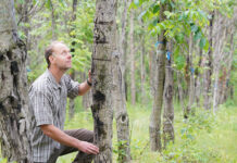 Biotechnology offers holistic approach to restoration of at-risk forest tree species Douglass Jacobs
