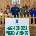 High Cheese Yield 2023