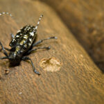 An Asian longhorned beetle