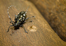 Asian Longhorned Beetle quarantine area reduced in Ohio An Asian longhorned beetle