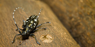 An Asian longhorned beetle