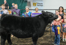 2023 Columbiana County Fair sale 2023 Grand Champion Market Steer