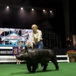 2023 Ohio State Fair Sale of Champions totals $547,500 a girl walks a pig on a stage