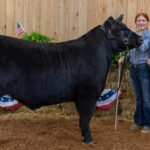 2023 Mercer County Fair sale Grand Champion Market Beef 2023