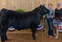 2023 Mercer County Fair sale Grand Champion Market Beef 2023
