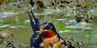 barn swallow