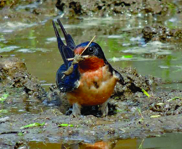 barn swallow