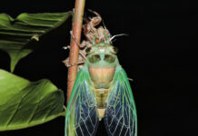 The dog days of summer – not about dogs at all Dog-day Cicada