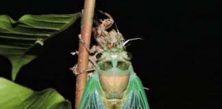 The dog days of summer – not about dogs at all Dog-day Cicada