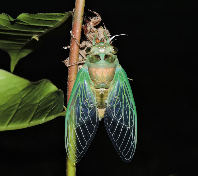 Dog-day Cicada