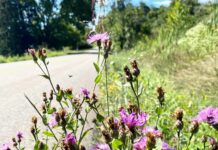 What is growing in the hayfield? Knapweed