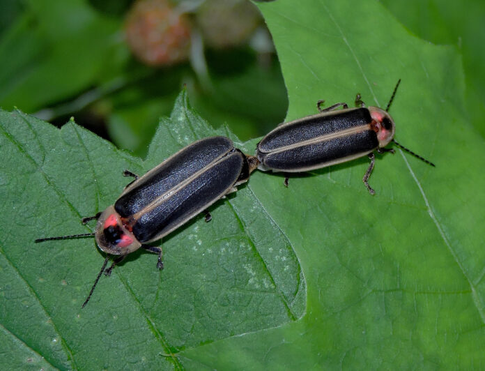 Mating fireflies Mating fireflies