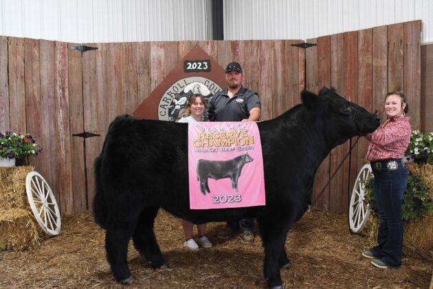 Reserve Champion Steer