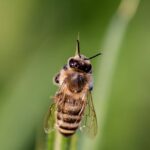 bee