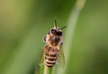 Penn State receives $3 million grant to address insect biodiversity crisis bee