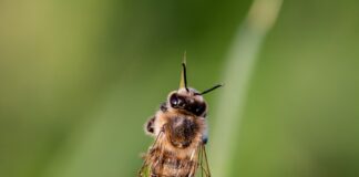 Penn State receives $3 million grant to address insect biodiversity crisis bee
