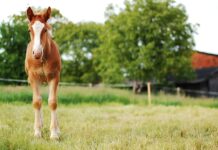 In a busy world, it’s nice to take things slow colt