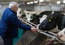 Curbing cow belches in the name of climate change mitigation Researcher Alex Hristov