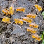 Touched by gold, in nature and life golden Dung Flies