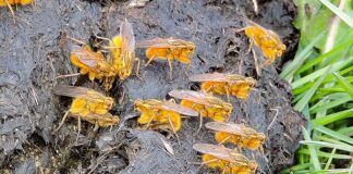 golden Dung Flies