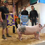 Grand Champion Hog