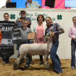 Grand Champion Lamb