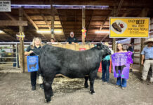 2023 Summit County Fair sale Grand Champion Market Steer