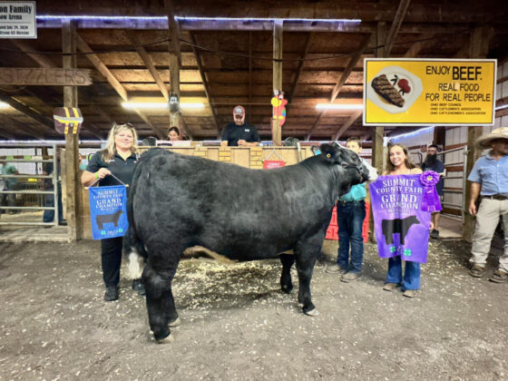 Grand Champion Market Steer