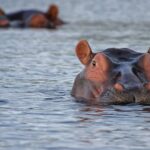 Hippo-sized risk hippos
