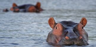 Hippo-sized risk hippos