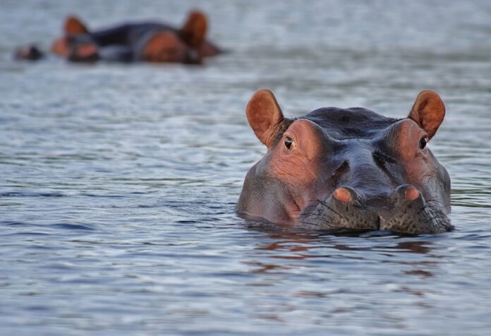 hippos hippos