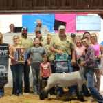 Reserve Champion Lamb