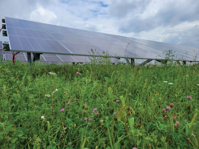 solar farm pollinator area solar farm pollinator area