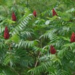 Oh, deer? Maybe not. staghorn Sumac