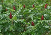Oh, deer? Maybe not. staghorn Sumac