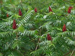 Oh, deer? Maybe not. staghorn Sumac