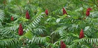 Oh, deer? Maybe not. staghorn Sumac