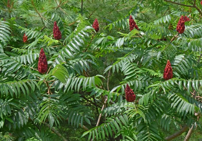 staghorn Sumac
