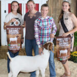 Grand Champion Market Doe Goat