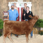 Grand Champion Feeder Calf Heifer